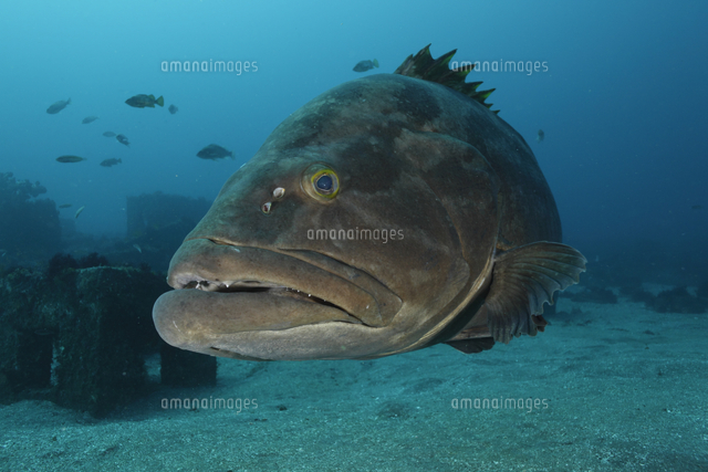 クエ の写真素材 イラスト素材 アマナイメージズ