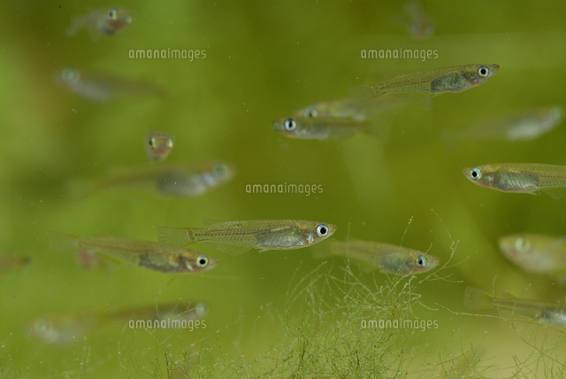 メダカの若魚（孵化後2ヶ月程度）[32186001569]の写真・イラスト