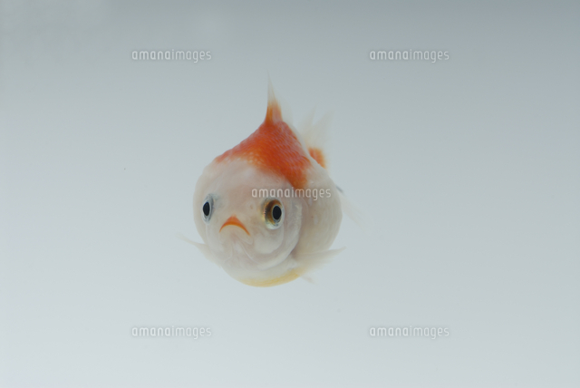 ピンポンパール の写真素材 イラスト素材 アマナイメージズ