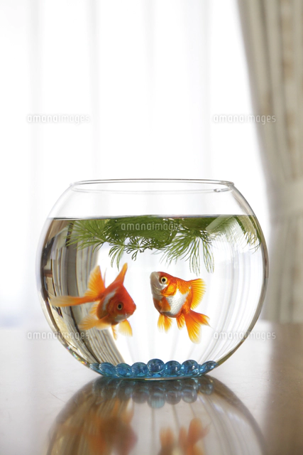 金魚鉢　r1 v7 Amazon | ジェックス 匠の技が生きる金魚鉢 中 | GEX | 金魚鉢 通販