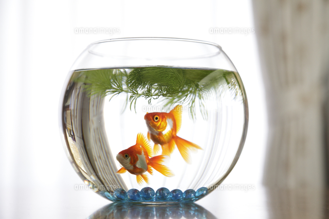 金魚鉢の金魚[32186001721]の写真・イラスト素材｜アマナイメージズ