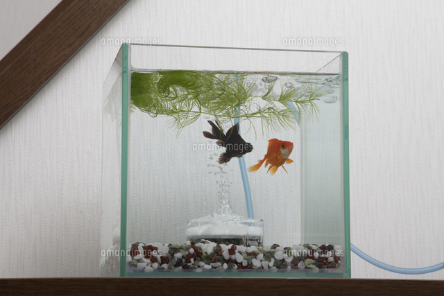 水槽の金魚 の写真素材 イラスト素材 アマナイメージズ