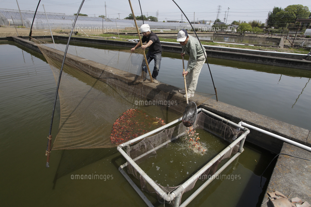 金魚養魚場 養魚池から金魚を掬う の写真素材 イラスト素材 アマナイメージズ