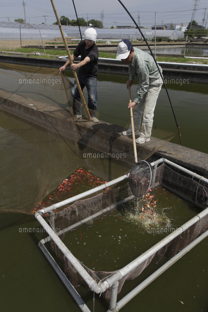 金魚養魚場 養魚池から金魚を掬う の写真素材 イラスト素材 アマナイメージズ