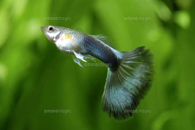 グッピー オス の写真素材 イラスト素材 アマナイメージズ