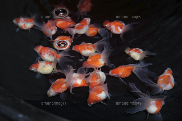 金魚の販売 パールスケール の写真素材 イラスト素材 アマナイメージズ