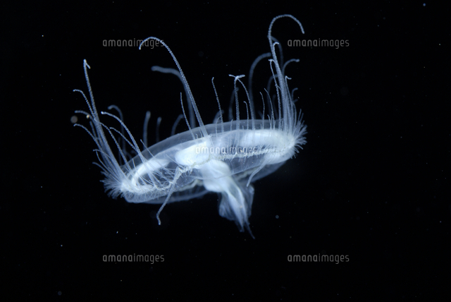 マミズクラゲ[32186002120]の写真素材・イラスト素材｜アマナイメージズ