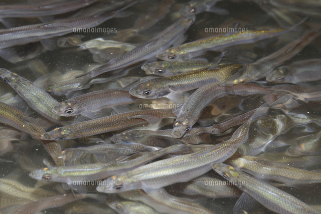 産卵場を目指すワカサギ の写真素材 イラスト素材 アマナイメージズ