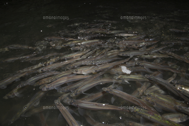 産卵場を目指すワカサギ の写真素材 イラスト素材 アマナイメージズ