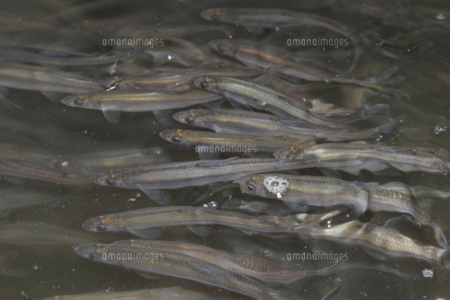 産卵場を目指すワカサギ の写真素材 イラスト素材 アマナイメージズ