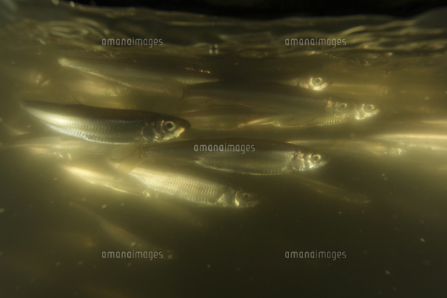 産卵場を目指すワカサギ の写真素材 イラスト素材 アマナイメージズ