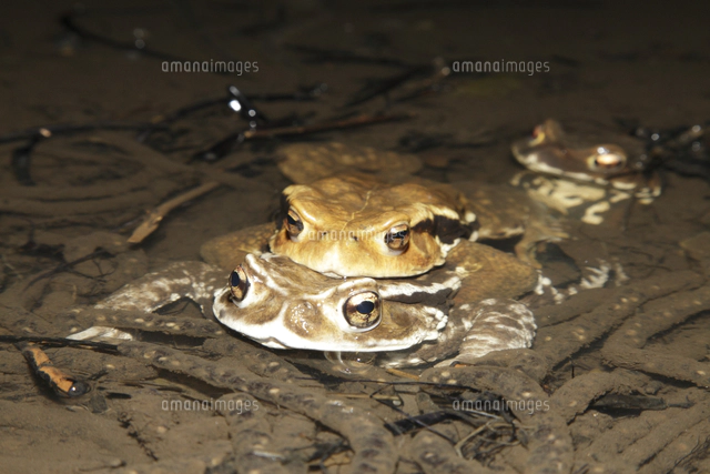 アズマヒキガエルの産卵[32186002457]の写真・イラスト素材｜アマナ 