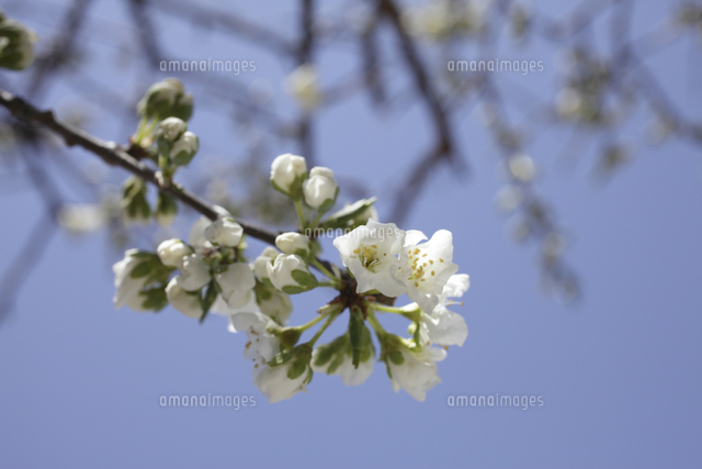 スモモの花 の写真素材 イラスト素材 アマナイメージズ