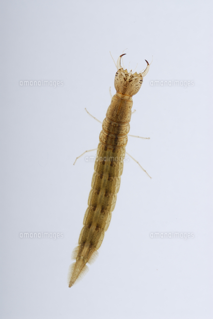 ゲンゴロウの幼虫 の写真素材 イラスト素材 アマナイメージズ