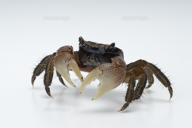 クロベンケイガニ の写真素材 イラスト素材 アマナイメージズ