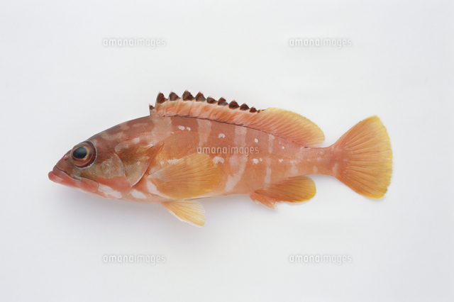 アカハタ の写真素材 イラスト素材 アマナイメージズ