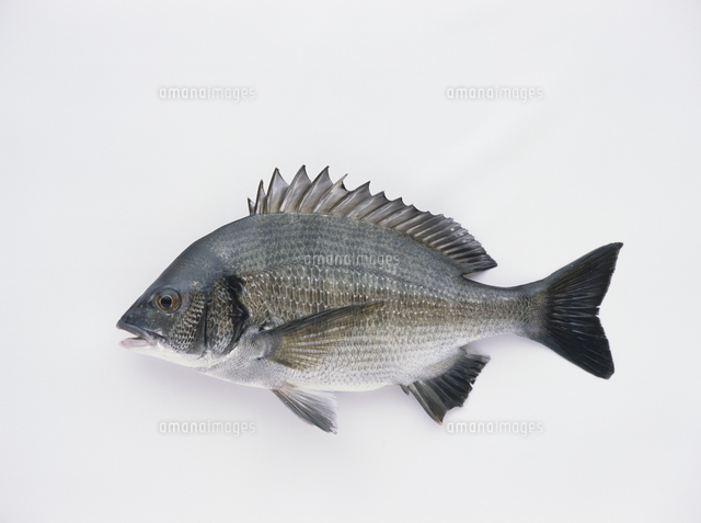 クロダイ の写真素材 イラスト素材 アマナイメージズ