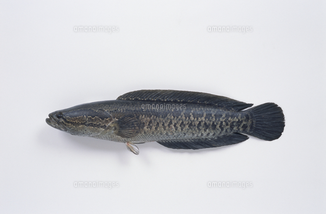 タイワンドジョウ の写真素材 イラスト素材 アマナイメージズ