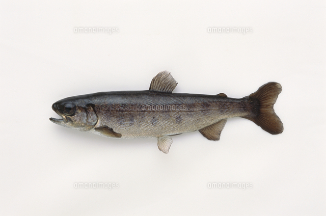 ギンザケの若魚 養殖個体 の写真素材 イラスト素材 アマナイメージズ