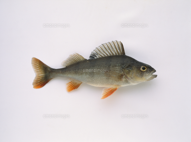 ヨーロピアンパーチ の写真素材 イラスト素材 アマナイメージズ ヨーロピアンパーチ の写真素材 イラスト素材 アマナイメージズ