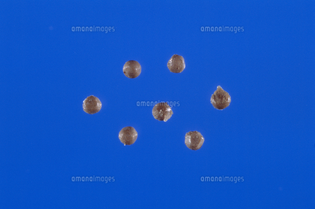 カブトエビの卵 の写真素材 イラスト素材 アマナイメージズ