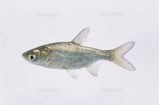コクレンの幼魚 養殖個体[32186003287]の写真素材・イラスト素材 