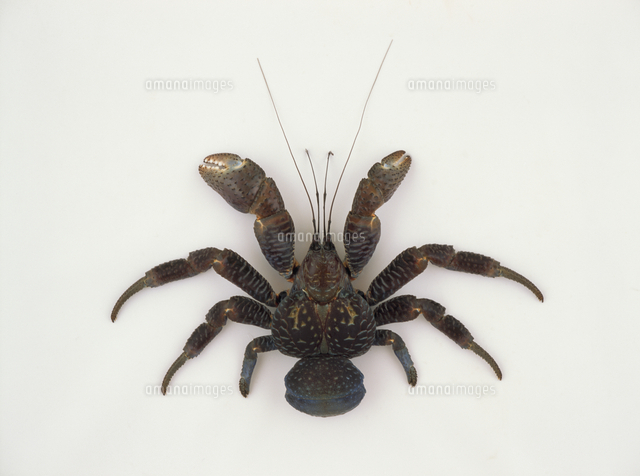 ヤシガニ[32186003313]の写真・イラスト素材｜アマナイメージズ