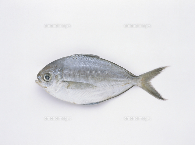 バターフィッシュ アメリカ ボストン産 の写真素材 イラスト素材 アマナイメージズ