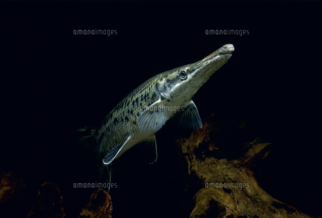 アリゲーターガー の写真素材 イラスト素材 アマナイメージズ