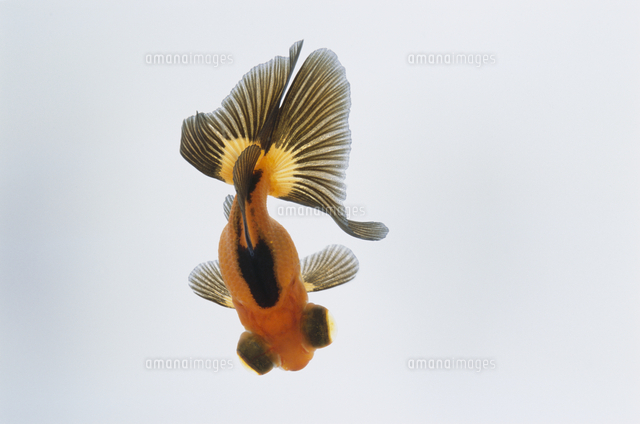チョウビ（蝶尾）[32186003572]の写真・イラスト素材｜アマナイメージズ