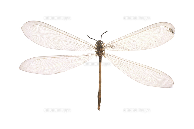 ウスバカゲロウ（アリジゴク） 標本 右後翅先端欠[32187000011]の写真