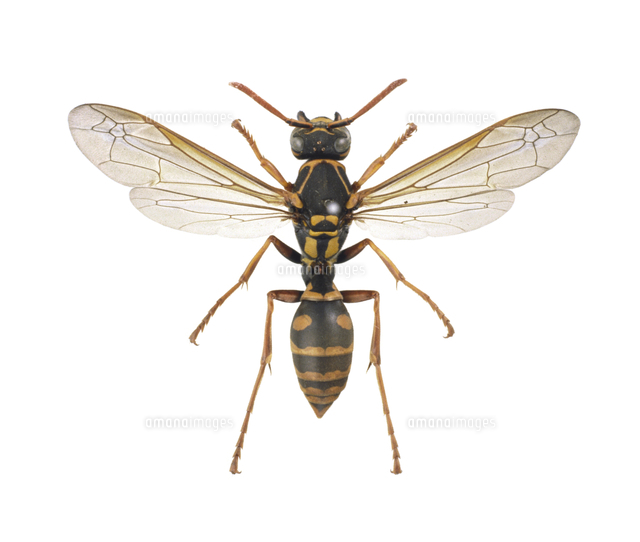 フタモンアシナガバチ 標本[32187000021]の写真・イラスト素材｜アマナ