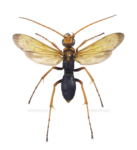 世界最大のハチ★★★ブラジル産 巨大ベッコウバチ 昆虫 ハチ 標本 世界最大のハチブラジル産 巨大ベッコウバチ 昆虫 ハチ 標本