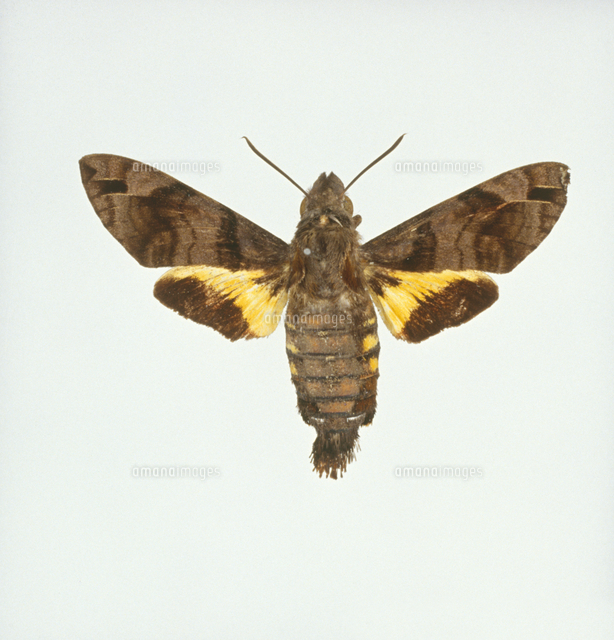 ホシホウジャク[32187000115]の写真素材・イラスト素材｜アマナイメージズ