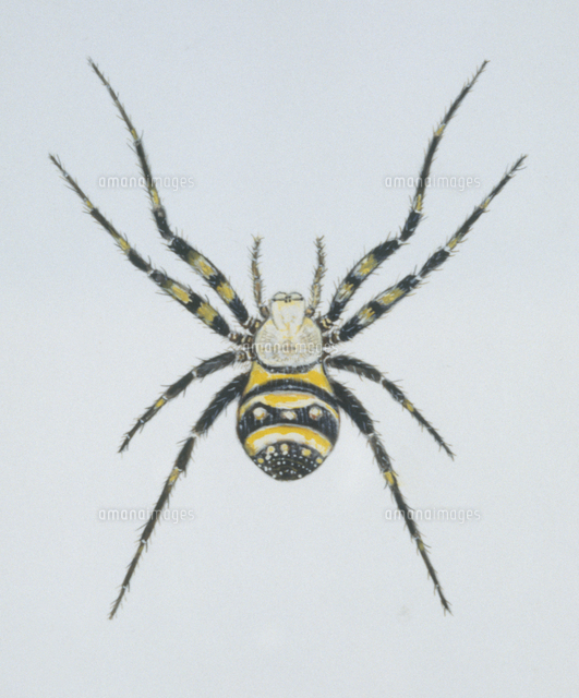 コガネグモのメス の写真素材 イラスト素材 アマナイメージズ