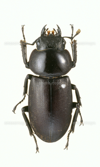 コクワガタのメス の写真素材 イラスト素材 アマナイメージズ
