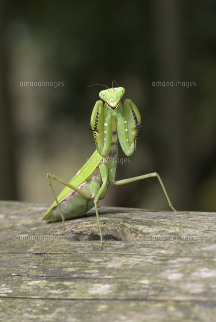 威嚇するハラビロカマキリのメス の写真素材 イラスト素材 アマナイメージズ