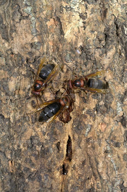 クヌギの樹液に来た3頭のチャイロスズメバチの働きバチ の写真素材 イラスト素材 アマナイメージズ