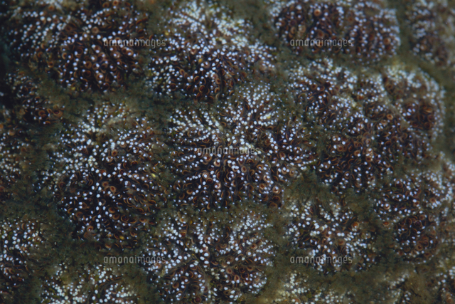 オオマリコケムシの群れ の写真素材 イラスト素材 アマナイメージズ