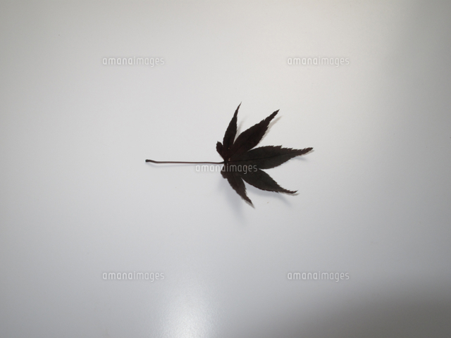 オカダンゴムシ 食べ物実験 カエデ枯葉 食べる 32190000238 の写真素材 イラスト素材 アマナイメージズ