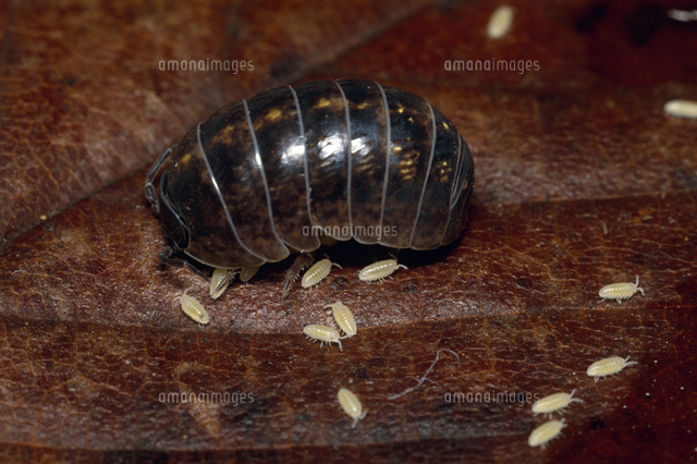 オカダンゴムシの誕生 2 3週間で孵化 の写真素材 イラスト素材 アマナイメージズ オカダンゴムシの誕生 2 3週間で孵化 の写真素材 イラスト素材 アマナイメージズ