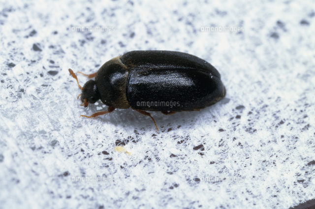 ヒメカツオブシムシの成虫 の写真素材 イラスト素材 アマナイメージズ