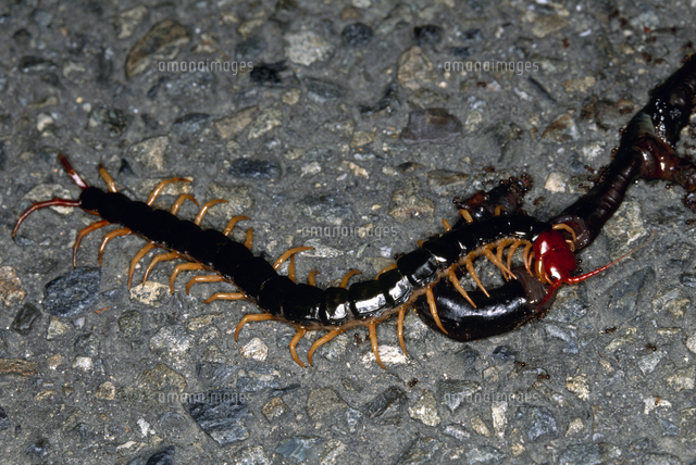 夜間 ミミズの死骸を食べるトビズムカデ の写真素材 イラスト素材 アマナイメージズ