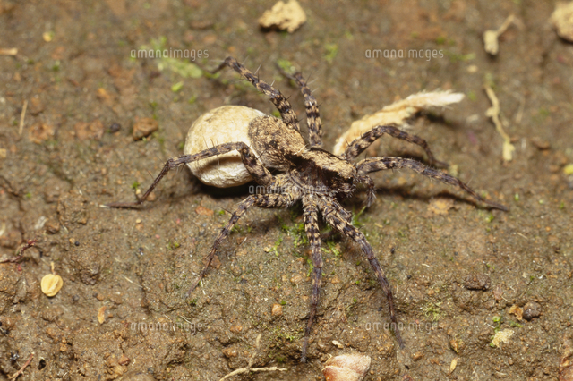 ウヅキコモリグモ 卵嚢を持っている の写真素材 イラスト素材 アマナイメージズ