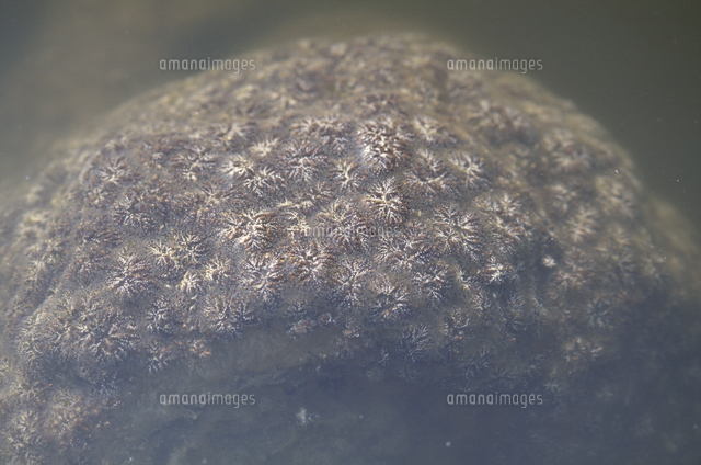 オオマリコケムシ 毬状の群体塊 の写真素材 イラスト素材 アマナイメージズ