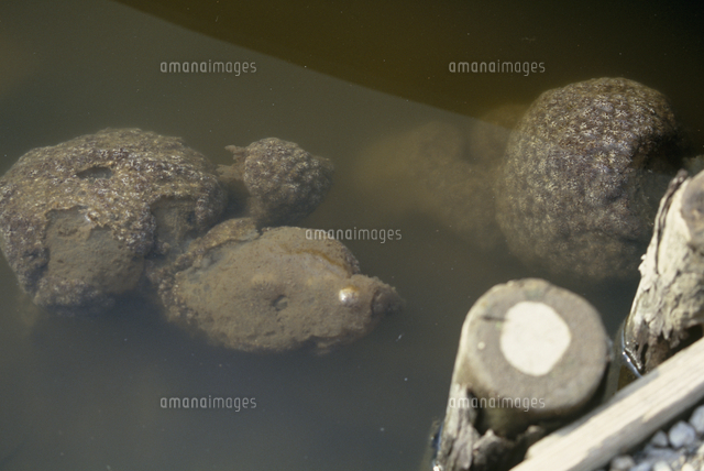 オオマリコケムシ 群体塊 の写真素材 イラスト素材 アマナイメージズ