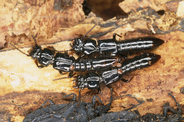 クロツヤハネカクシ（10～14mm）[32190000639]の写真・イラスト素材