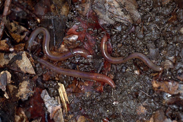 フトミミズの一種 落ち葉の中 の写真素材 イラスト素材 アマナイメージズ