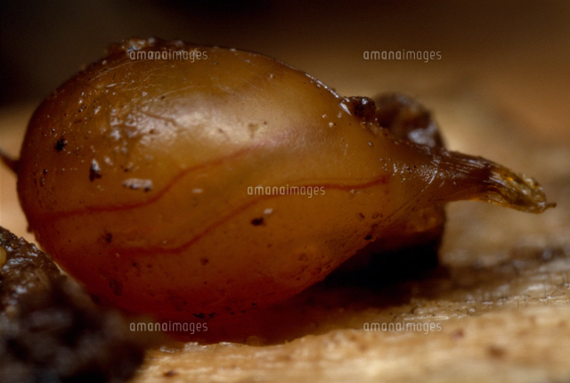 チャコウラナメクジの卵 の写真素材 イラスト素材 アマナイメージズ