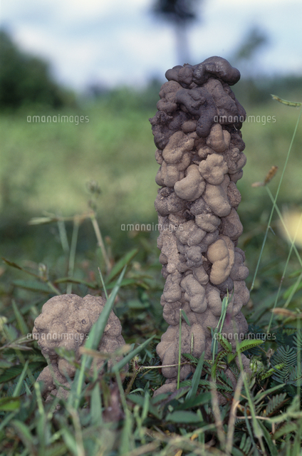 フトミミズの一種のふんの塔 高さ30cm の写真素材 イラスト素材 アマナイメージズ